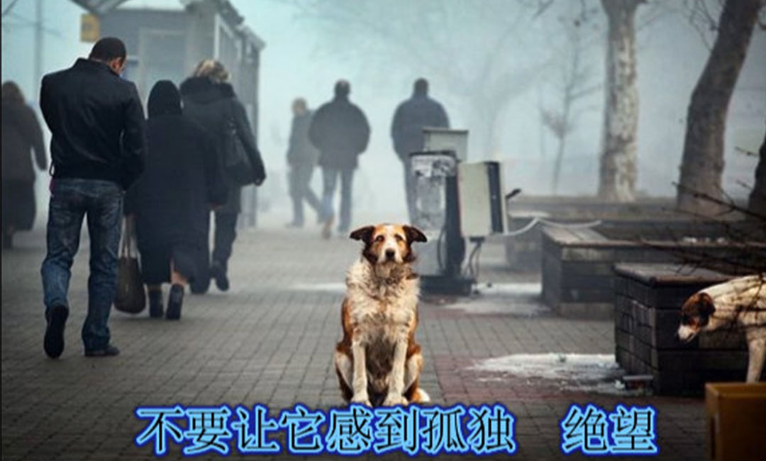 丹东丹东爱影圈微博微信转发案例